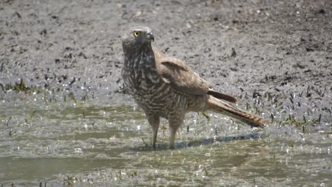 "Young Hawk: Thirst for Water"