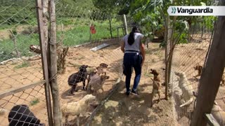 Vanguardia Investiga: Animales abandonados