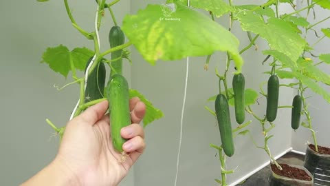 How to Grow Cucumbers on a String