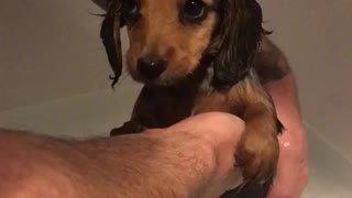 Cute puppy thoroughly enjoys her first bath