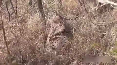 Leopard attacks and kills Cheetah
