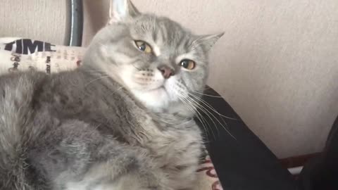 The reaction of the cat on the beatbox