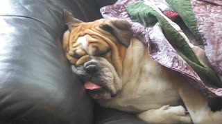 Bulldog Makes Funny Face While Sleeping And Snoring