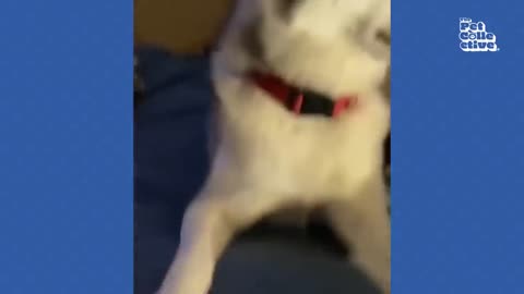 FUNNY Husky Moans for Scratches 😂