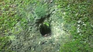 Formigas entrando e saindo pelo buraco da parede à noite [Nature & Animals]