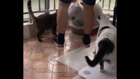 Daily cat video - 3