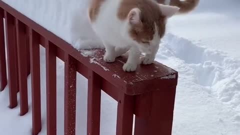 The cat likes to catch falling snow, but Cody has fallen into the snow itself😂😂