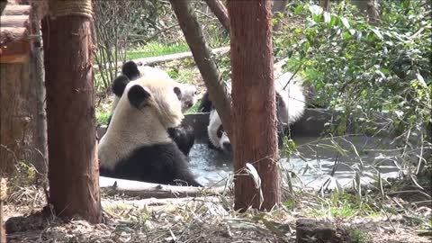 Very Adorable Pandas Bath Together to Clean