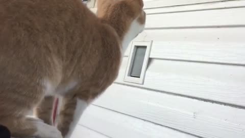Cat jumps to get a grasshopper