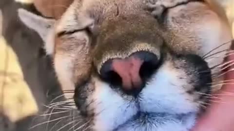 Big cat Chin scratch & Boop amazing