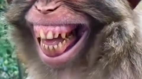Funny Monkey Smile 🤣