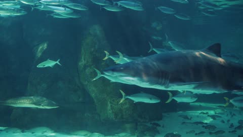 Hungry sharks come close enough to divers for a belly rub