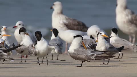 The sound of the surf and the voices of birds