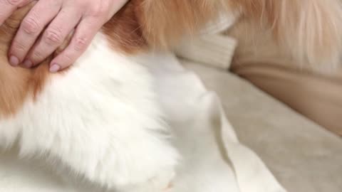 A Woman Playing with Beautiful CAT