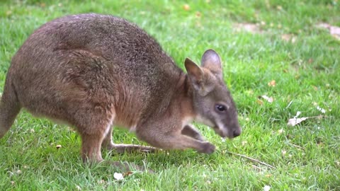 baby Kangaroo, Australia