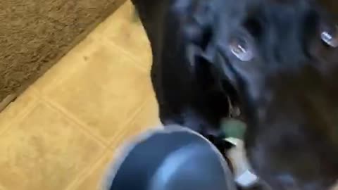 Clever Doggy Makes It Crystal Clear When It's Food Time