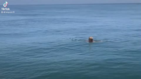 Woman Swims With A Shark