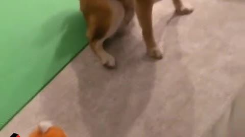 That dog is startled #funnydog #funnyvideo #dogs #pet #animals #dogsoftiktok