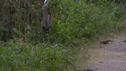 Great Blue Heron trying to swallow a large snake