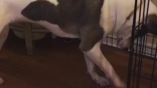 White and grey dog trying to get treats out of pink cone toy