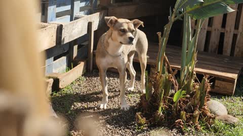 A Dog Walks in a Shelter Territory