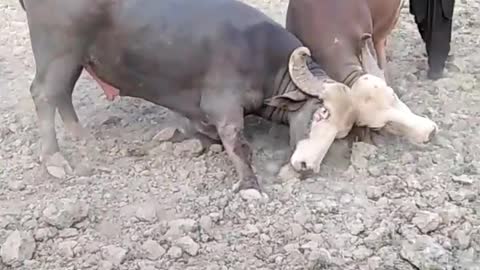 Bufflalo Bulls fighting in village