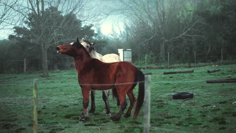 Two horses on pasture land