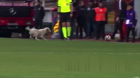 How dog play football macth