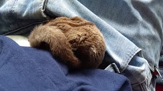 Sleeping ball of sugar glider fur