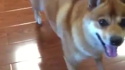 Dog Dances to Country Music