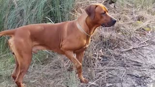 Rhodesian Ridgeback Dog Will Snorkel For Stick