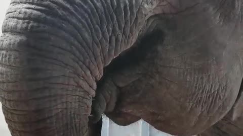 Elephant grabbing coconut to eat