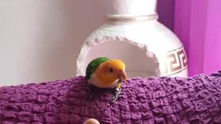 Irritated parrot won't stop attacking owner's stinky feet