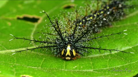 Colorful Caterpillar Has Amazing Skills In Its Defense