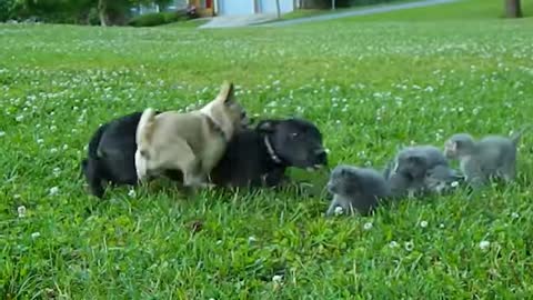 Brave Chihuahua protects Kittens