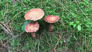 Observing Nature and Mushrooms