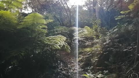 Full walk in the forest