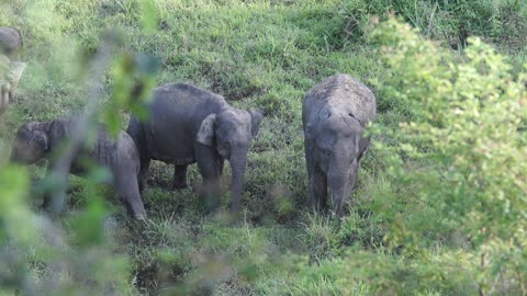 Elephants on Grass Field