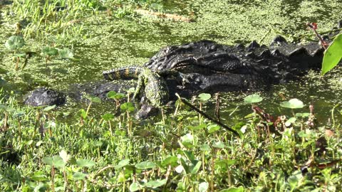 american alligators , mother and baby