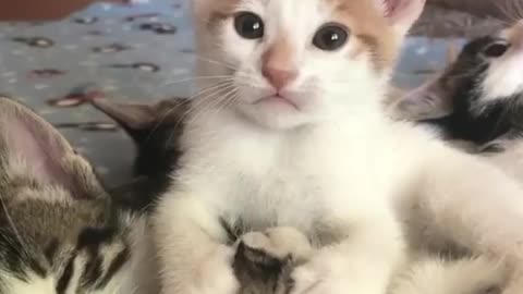 Kitty slurping her sibling