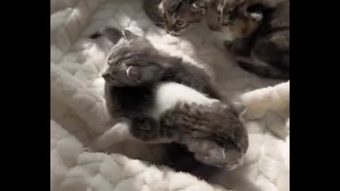 Funny animal video🤩""cute cat video 🐈😺🐕😂""