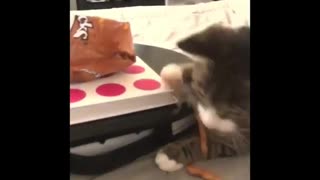 Cat want to eat more