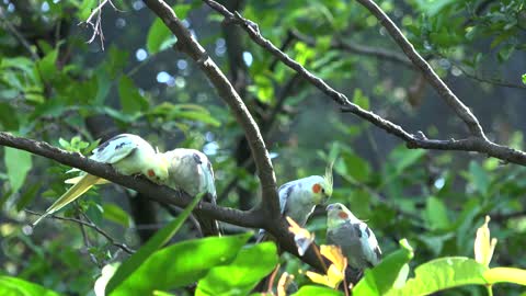 lovely parrot videos love of cute parrots