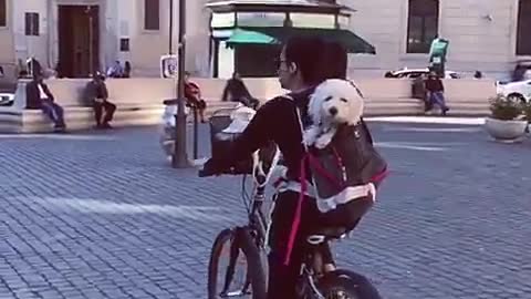 Pup goes for bike ride in Rome