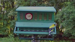 Goldfinch in my NH Backyard