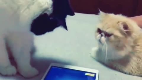Cats think that there is a real fish in tab Funny videos