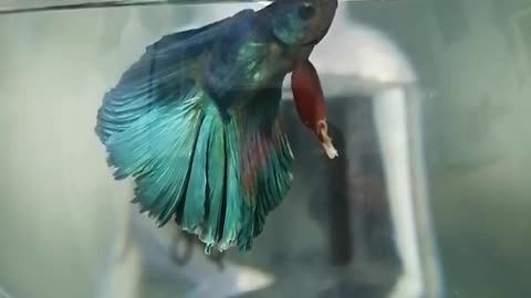 My fighting fish