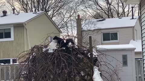 Festive squirrel decorates nest with peanut butter jar