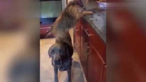 Hilarious video shows one dog balancing on another as they treat themselves to snacks on the kitchen