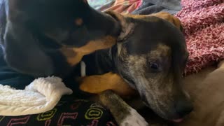 Bossy Rottweiler Cleans Her Stubborn Brother's Ear